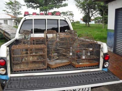 João criava 16 aves silvestres sem autorização ambiental -