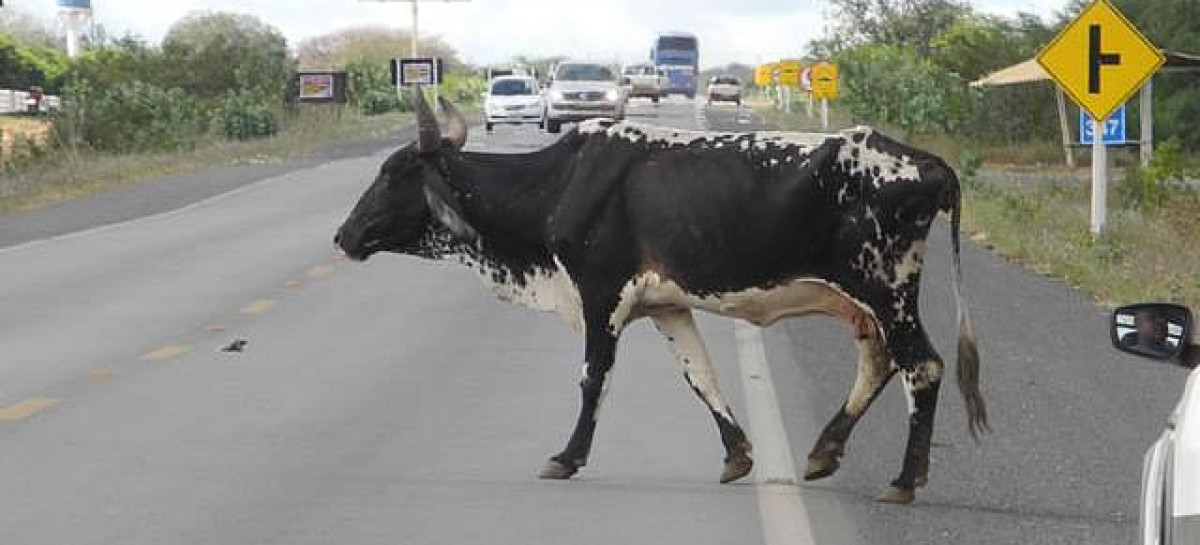 Animal na pista causa acidente com vítimas fatais - Arquivo