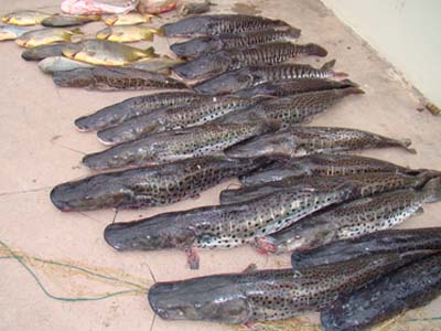 O objetivo é prevenir a pesca predatória -