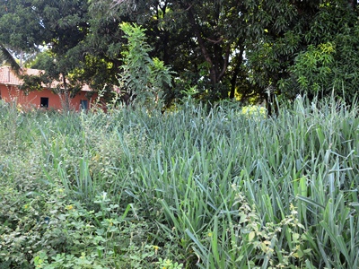 Terrenos baldios estão tomados pelo mato -