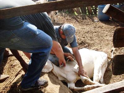 No ano passado, pecuaristas de Três Lagoas registraram índice de 76,73% de imunização -