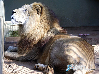 O felino, que pesa cerca de 240 quilos, está recebendo todo o tratamento e atenção necessária para a sua recuperação - O felino, que pesa cerca de 240 quilos, está recebendo todo o tratamento e atenção necessária para a sua recuperação -