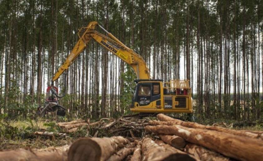 Os trabalhadores florestais seguem normalmente com suas atividades nesta terça-feira (15). - Arquivo / JPNews