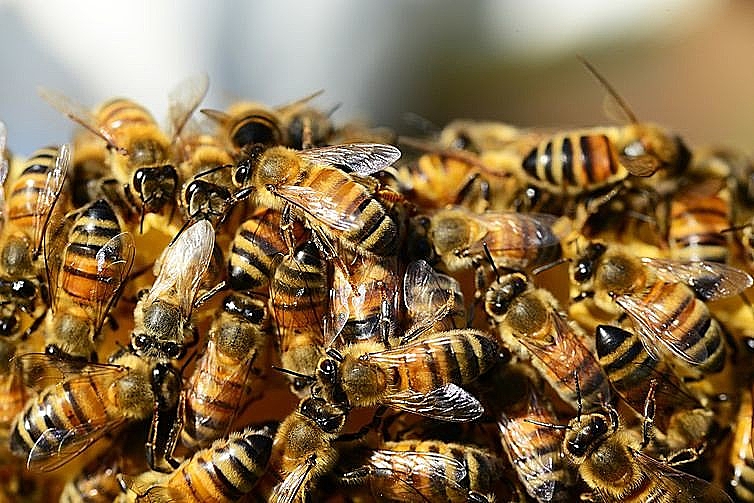 Campo Grande registra mais de 30 ocorrências de ataques de inseto - Foto: Agência Brasil