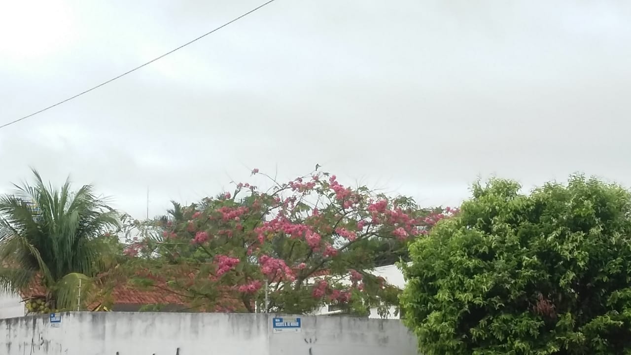 A temperatura varia entre 24° e 30°, umidade relativa do ar fica entre 51% e 96 % - Talita Matsushita/JPNEWS