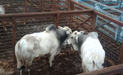 Serão leiloados 220 bezerros nelore, 100 bezerros de cruzamento, 30 garrotes nelore, entre outros animais - Arquivo/JPNEWS