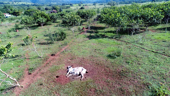 Trinta cabeças de gado morrem em fazenda de Paranaíba, segundo Iagro - Divulgação