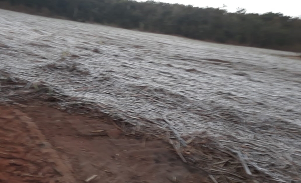 Vegetação coberta de gelo na região da Usina Alcoolvale - Foto: Redes sociais