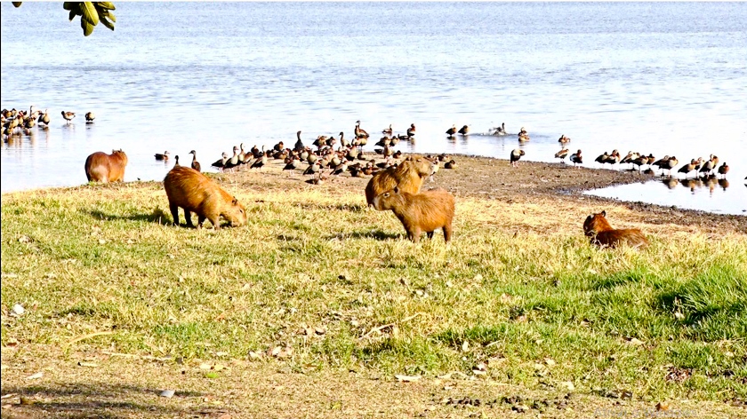 Capivaras enfrentam a escassez de alimento na Lagoa Maior - Reprodução TVC 