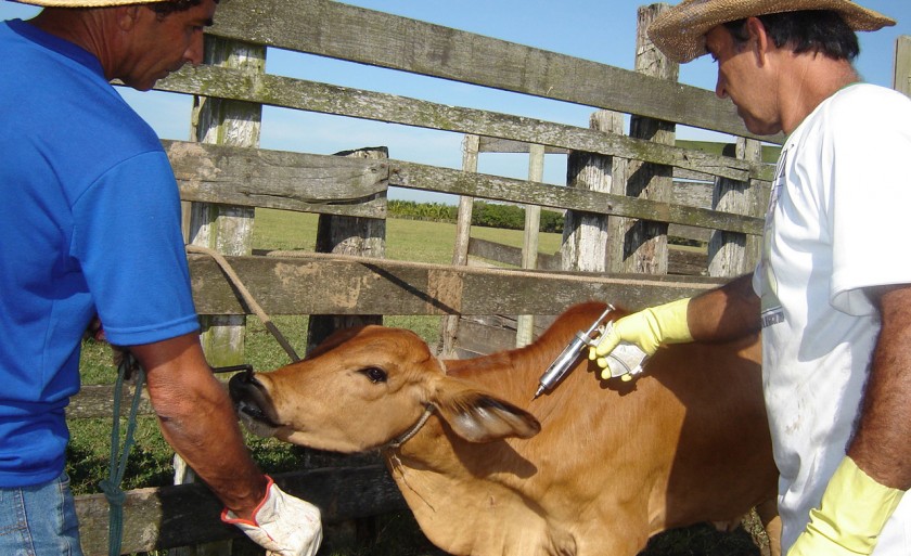 Cerca de 21 milhões de animais devem ser vacinados - Divulgação