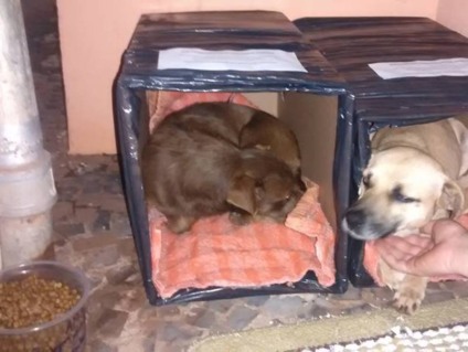 Animais de rua recebem casinha para o frio - divulgação
