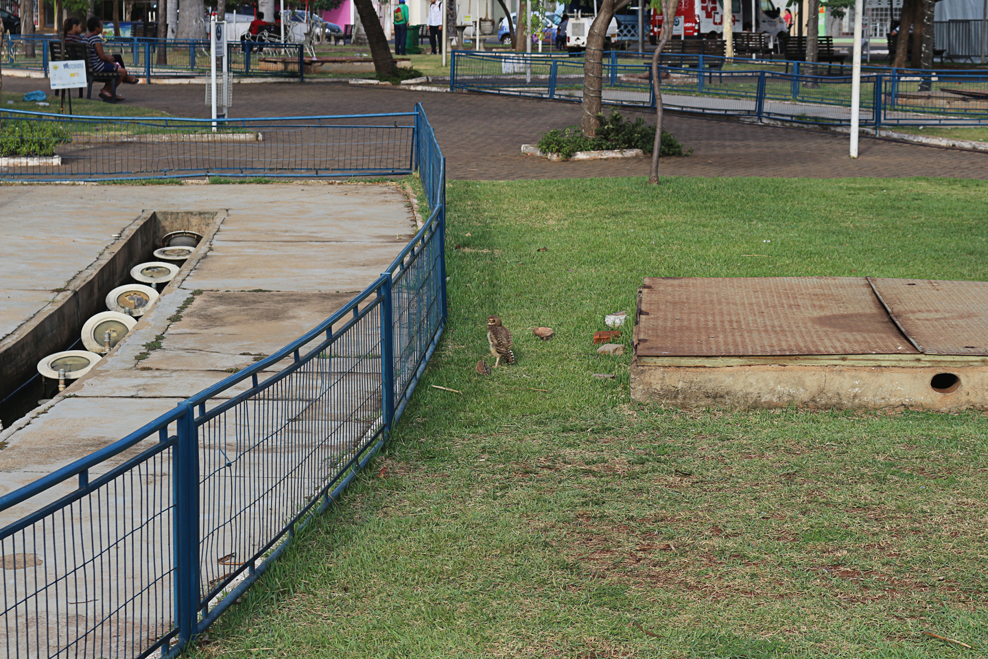 Na praça Ramiz Tebet, em Três Lagoas, as corujas tem casinhas para se proteger. Aqui elas já se tornaram nossas amiguinhas! - Arquivo/JPNews