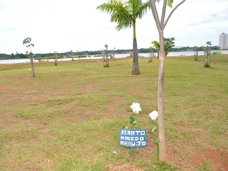 Rosas brancas foram espalhadas em ipês plantados na Lagoa Maior - Cláudio Pereira/TVC