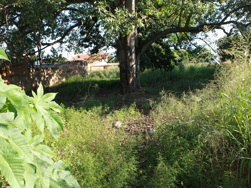 Somente em maio, Três Lagoas registrou 547 casos de dengue  - Arquivo JP