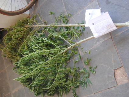 Plantas foram apreendidas e levadas para o 3° DP - Elias Dias/JP
