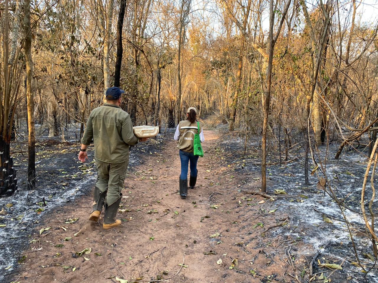 Pesquisadores na área atingida pelo fogo no pantanal de Corumbá - Divulgação/Portal do MS