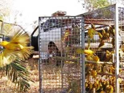 Boa condição das aves possibilitou a reintrodução no dia seguinte à apreensão -