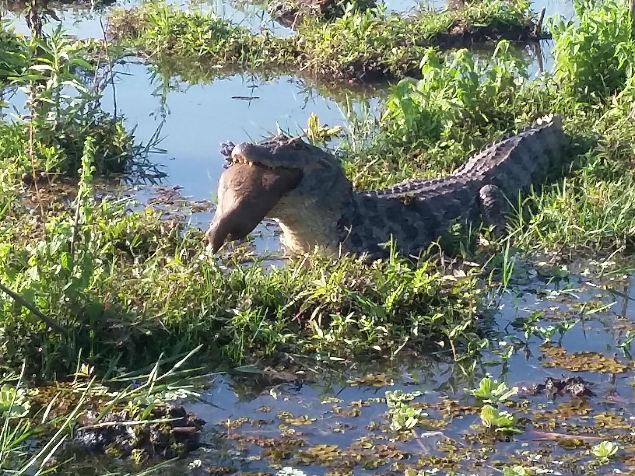 Jacaré é filmado devorando capivara na Lagoa Maior - Valdecir Cremon/JPNews