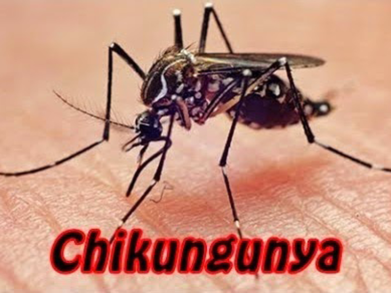 Febre Chikungunya é uma doença transmitida por mosquitos do gênero Aedes, sendo o Aedes Aegypti (transmissor da dengue) e o Aedes Albopictus os principais vetores - jornalmontesclaros.com.br