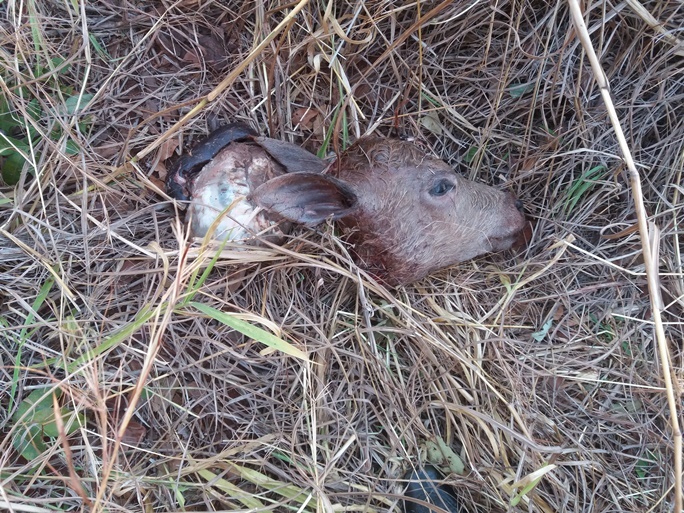 Animais são abatidos na própria fazenda pelos ladrões para facilitar o transporte - Arquivo/Pessoal