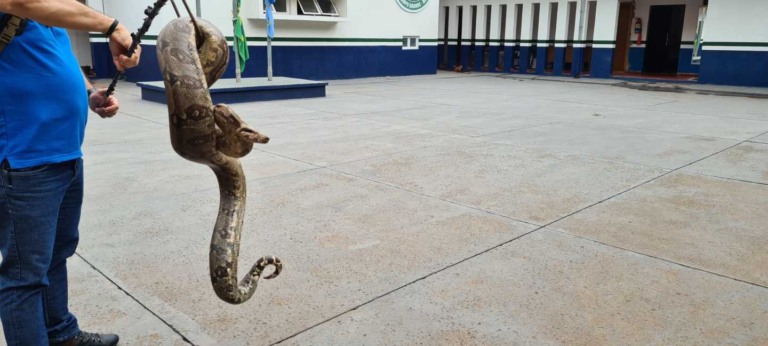 Animal foi retirado da residência com uso de um gancho especial - Reprodução/PMA
