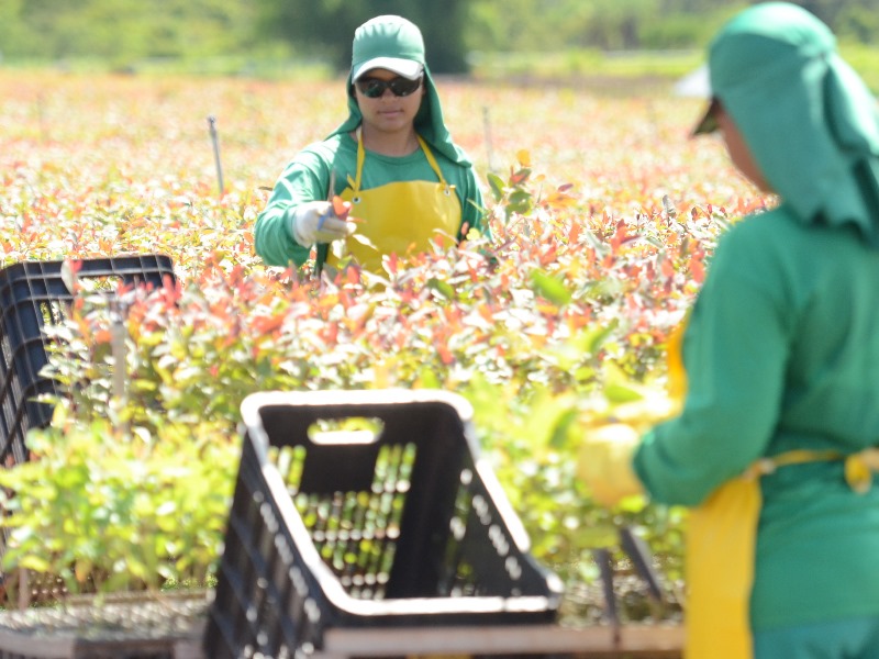 Companhia superou os 200 mil hectares de florestas próprias plantadas - Arquivo JP