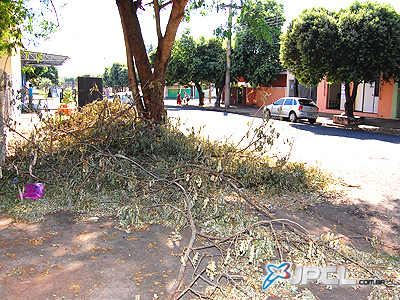 Galhos de árvore são cortados e despejados na calçada -