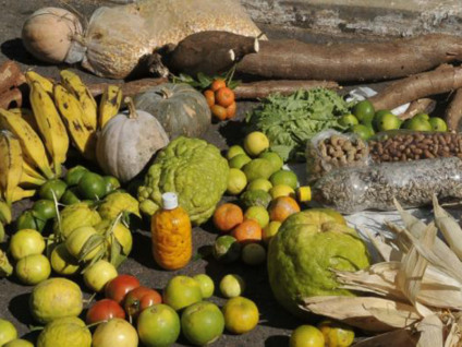 Países devem investir em inovação para a agricultura familiar, alerta FAO - Antonio Cruz/Agência Brasil