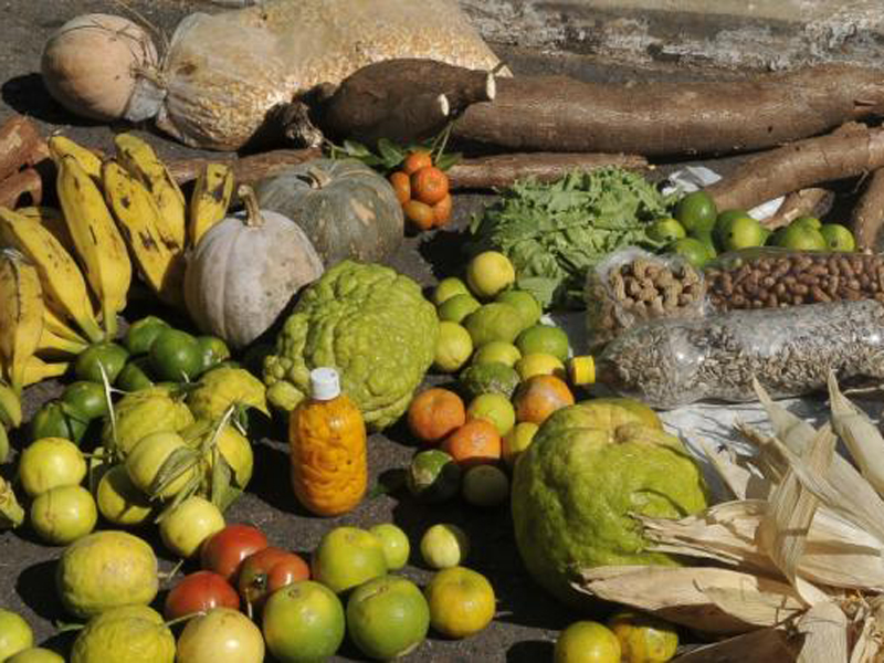 Países devem investir em inovação para a agricultura familiar, alerta FAO - Antonio Cruz/Agência Brasil Países devem investir em inovação para a agricultura familiar, alerta FAO - Antonio Cruz/Agência Brasil