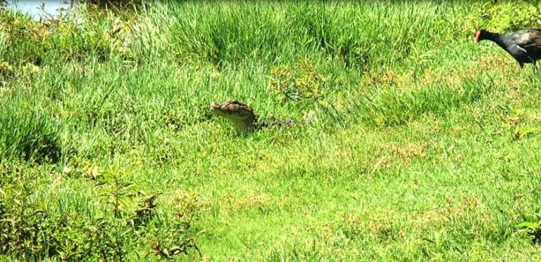 Filhote de jacaré aproveita feriado e toma banho de sol em gramado da Lagoa Maior; área contabiliza 15 jacarés - Ana Cristina Santos/JPNEWS