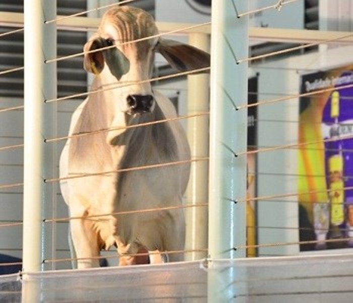 Exemplar da raça Brahman da Fazenda Arrojo  - Divulgação  Fazenda Arrojo