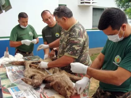Ontem pela manhã foram feitas a abertura e a parte teórica sobre a taxidermia e discussões de experiências das Polícias dos Estados  - PMA