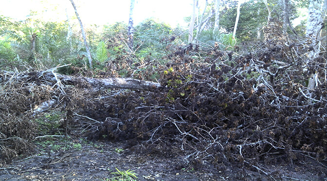  - Divulgação/Polícia Militar Ambiental