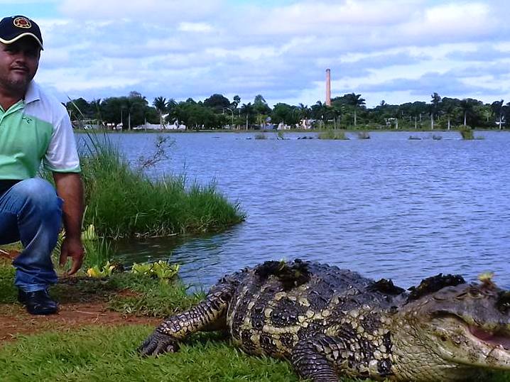 População constantemente chega próximo ao jacaré - Divulgação