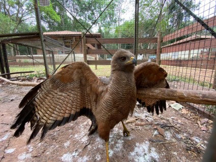 Foto de um Gavião-Asa-De-Telha resgatado em Rochedinho - Divulgação