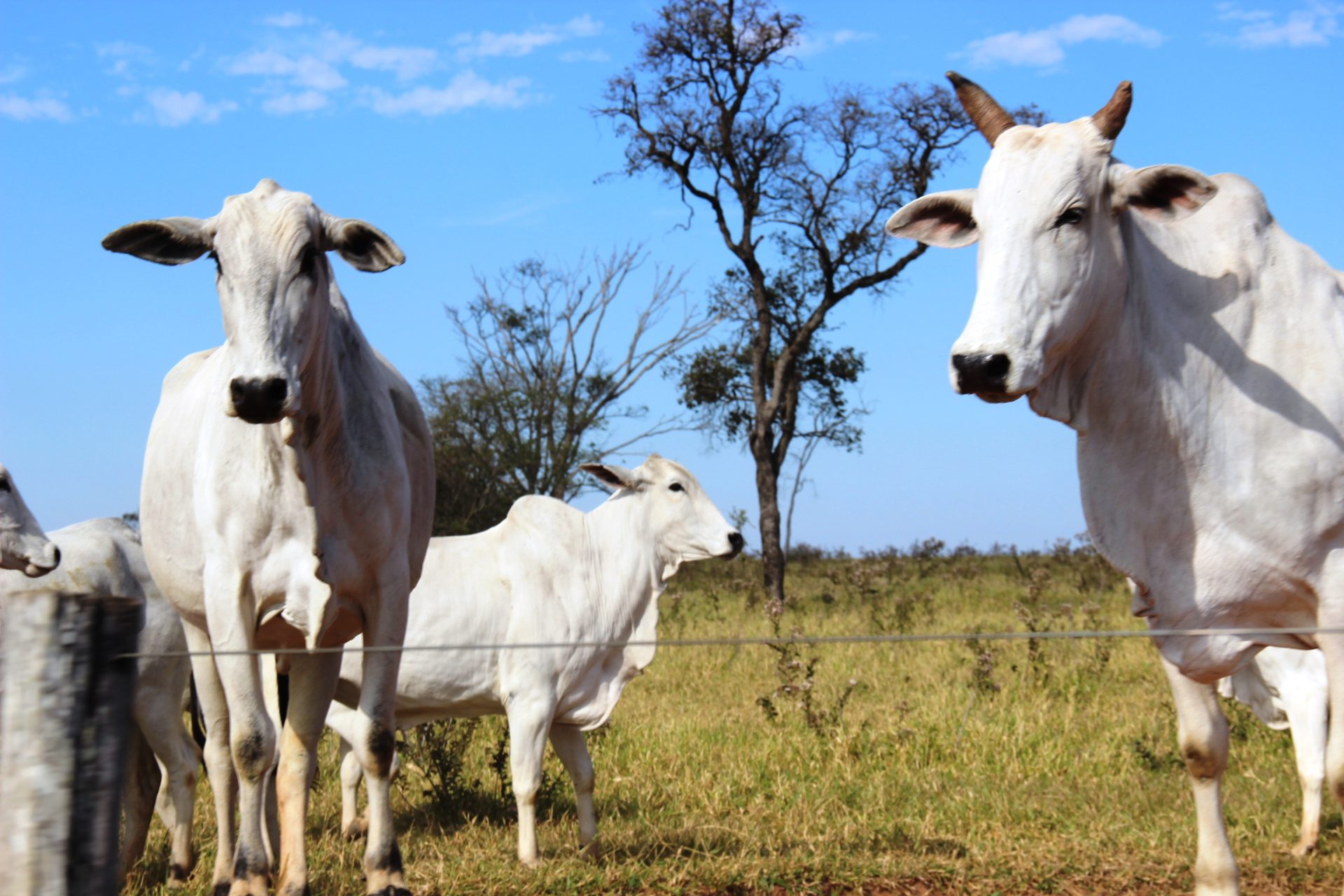 Essas ações visam manter o estado livre de febre aftosa e garantir a saúde do rebanho