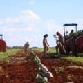 Plantação do Grupo Cutrale em Sidrolândia