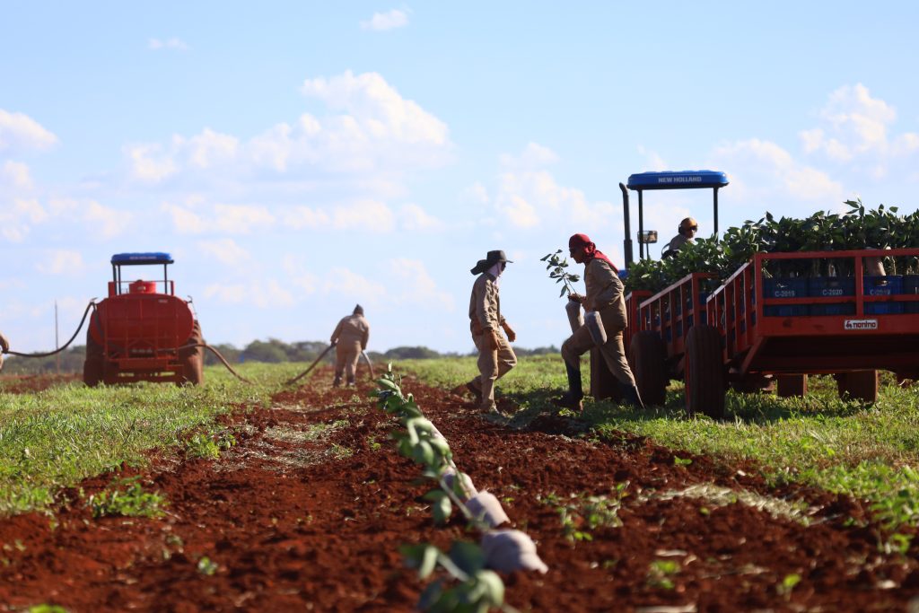 Plantação do Grupo Cutrale em Sidrolândia