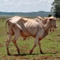 Gados estavam em em estado de extrema magreza, com alguns já mortos em decorrência da falta de alimentação adequada