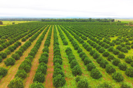 Cultivo de laranjas em Mato Grosso do Sul - Foto: Arquivo/RCN 67 