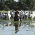 Pantanal alia tradição e tecnologia