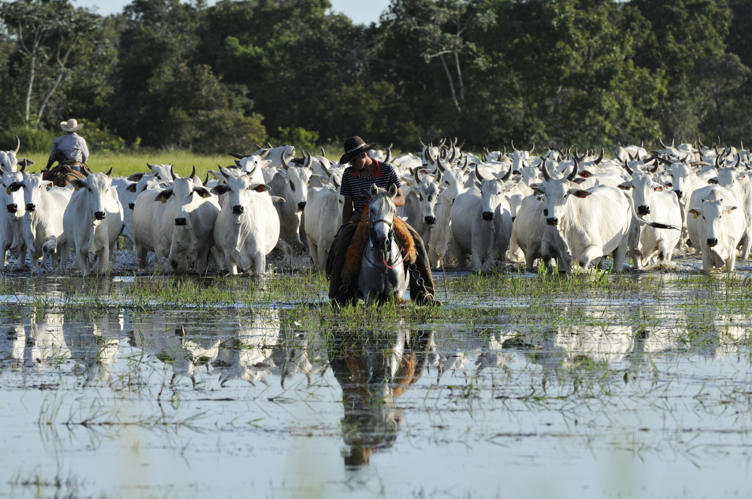 Pantanal alia tradição e tecnologia