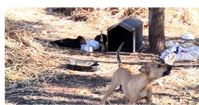 Quem atropelar animais terá que prestar socorro