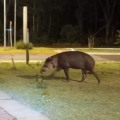 A região do Parque dos Poderes é uma das preferidas dos animais em Campo Grande