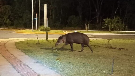 A região do Parque dos Poderes é uma das preferidas dos animais em Campo Grande