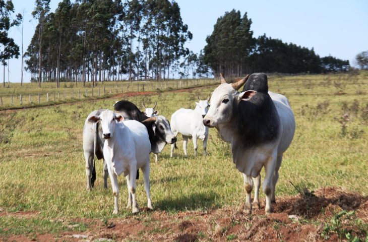 Emissão de Guia de Trânsito Animal (GTA) somente poderá ser realizada após a realização da declaração - Foto: Reprodução/Semadesc