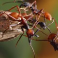 Fotografias sobre formigas está sendo exposta na UFMS, em Campo Grande, até sexta-feira