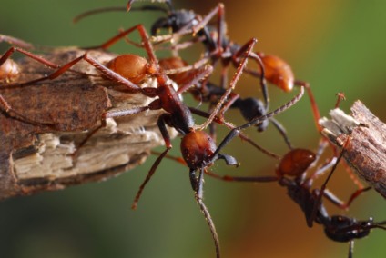 Fotografias sobre formigas está sendo exposta na UFMS, em Campo Grande, até sexta-feira | Foto: Paulo Robson