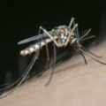 Mosquito Aedes aegypti, transmissor do vírus da dengue