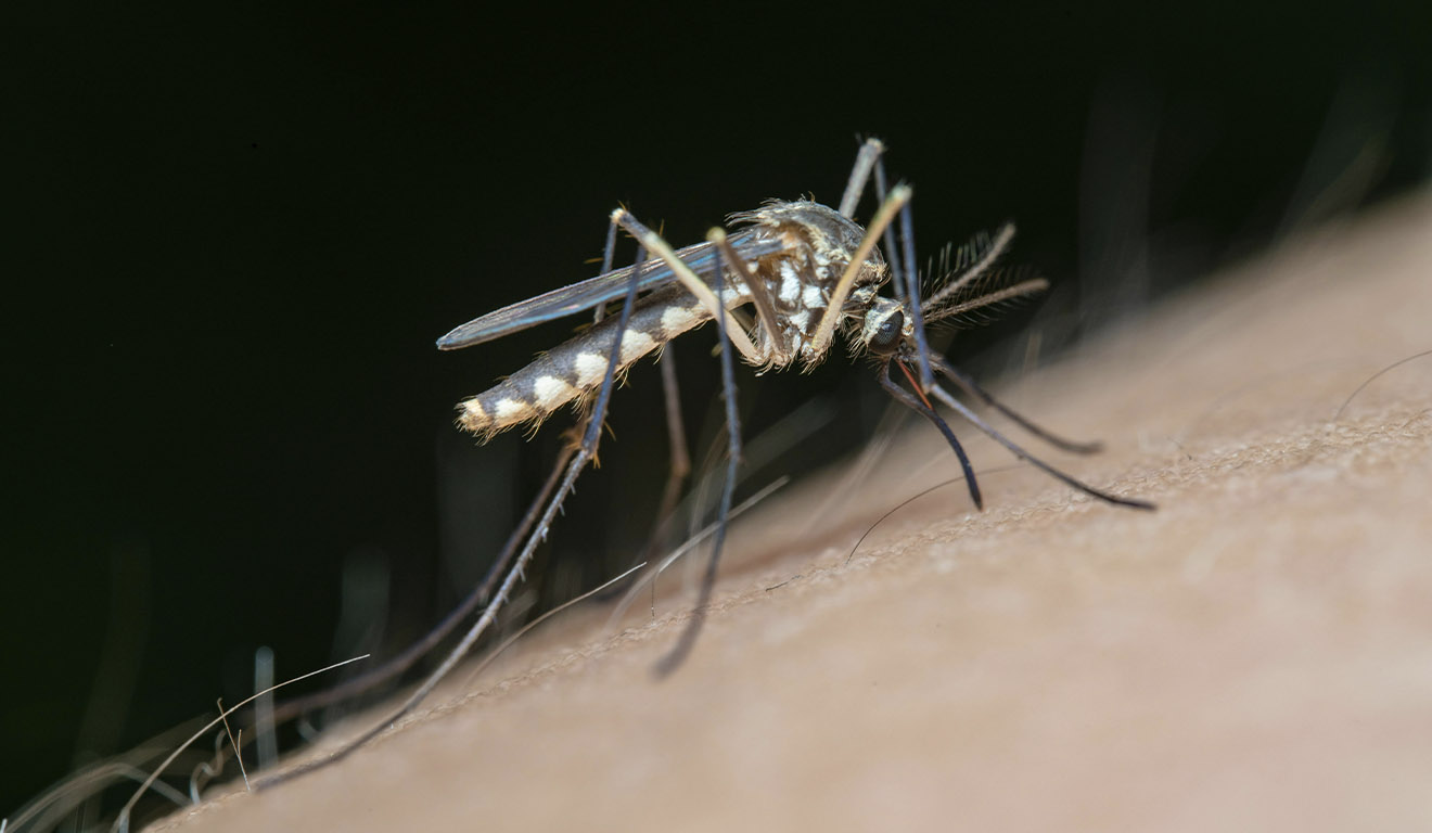 Mosquito Aedes aegypti, transmissor do vírus da dengue